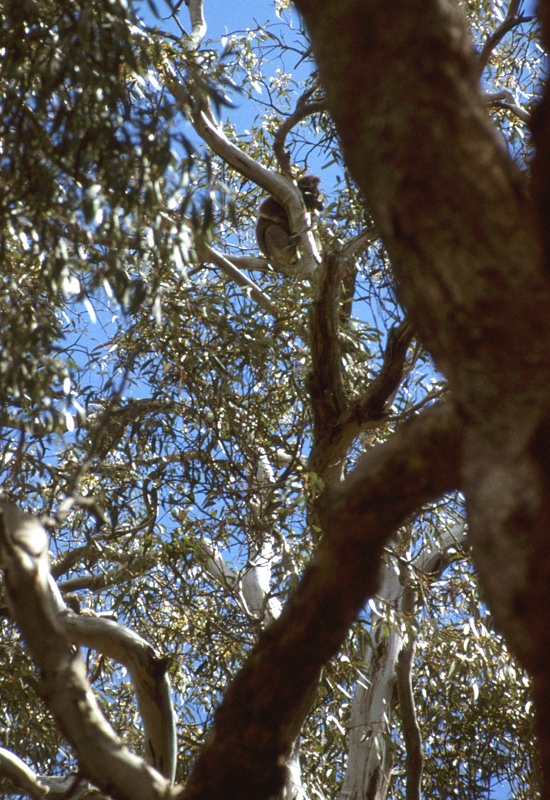 725_Een Koala in Upper Sturt Park (Adelaide).jpg